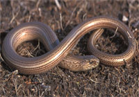 de hazelworm lijkt op een slang