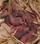 nestje jonge muizen