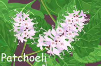 Patchoeli plant