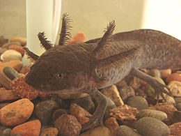 axolotl een vis met pootjes