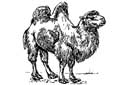 kameel als symbool
