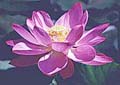 lotusbloem symbool