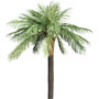 Palmboom symbool