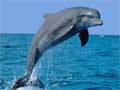 dolfijn als symbool