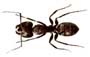 Ant as symbol