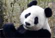 panda als symbool