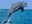 Betekenis dolfijn symbool